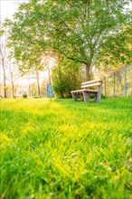 A lonely bench on a green meadow in the spring light under trees