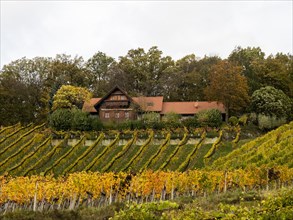 Vineyards in autumn