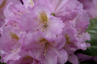 Pink rhododendron