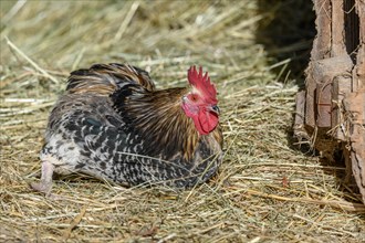 Farmyard rooster with colourful plumps lying in the hay in the sun