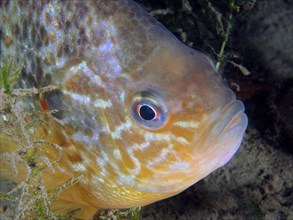 Close-up of head of pumpkinseed sunfish