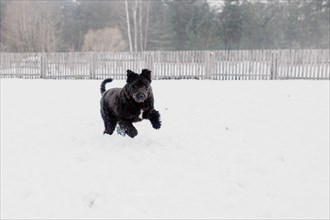 Bouvier des Flandres shepherd dog runs in the snow in winter