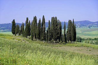 Landscape with cypresses