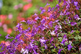 Close-up of a dense bush of vibrant purple flowers with soft focus