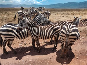A herd of zebras congregating on the African savanna