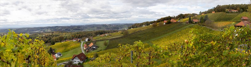 Vineyards in autumn