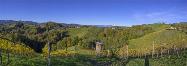 Panorama with hunting hide and autumn-coloured vineyards
