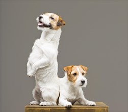 Two purebred jack russell posing in a studio.