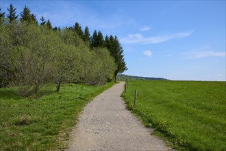 A peaceful path leads through a spring-like landscape with green grass and a clear blue sky