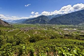 Vines on the steep slopes in Fully