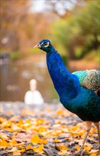 Blue peacock walking in nature next to a lake. Peacocks are large pheasant-type birds