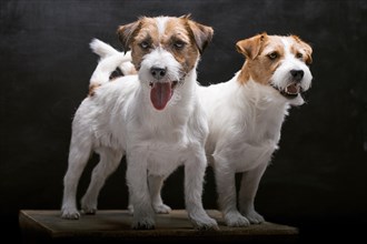 Two charming Jack Russell posing in a studio on a black background.
