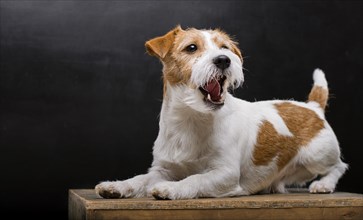Pedigreed Jack Russell lies on a pedestal in the studio and yawns gracefully while looking at the camera.
