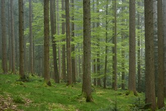 Foggy fir forest with moss-covered ground and natural light