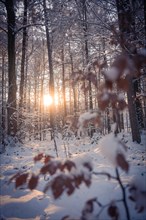 The low winter sun casts warm light through a snow-covered forest