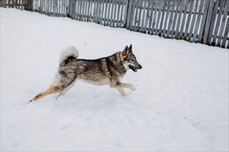 Siberian husky on a walk on a winter day at an animal shelter