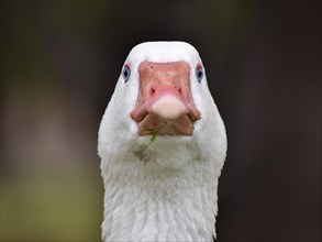 Domestic goose staring into the camera