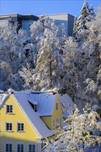 Yellow house and trees with fresh snow