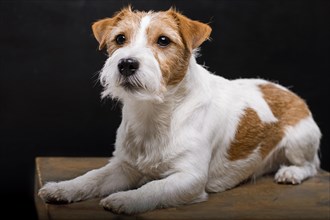 Purebred Jack Russell is lying on a pedestal in the studio and looking at the camera.