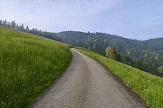 Sunny country road leads between a meadow and a forest in a hilly landscape