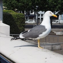 Seagull bird animal