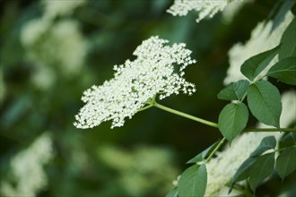 European elder