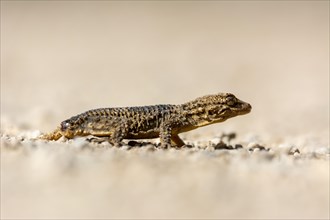 Moorish gecko