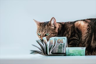 Cat on a background of a bundle of money. Animal donation concept.