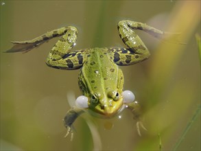Pool frog