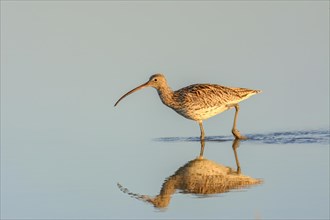A shorebird wading in calm water with its reflection visible during golden hour