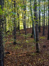 Autumn forest