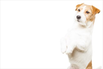 Purebred Jack Russell posing in the studio and looking at the camera.
