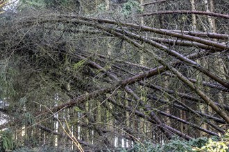 Storm damage in a spruce forest after a storm
