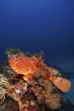 Large red scorpionfish