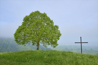 A lonely tree and cross on a misty hill