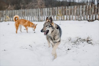 Siberian husky on a walk on a winter day in an animal shelter