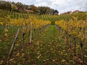 Vineyards in autumn