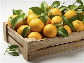 Freshly picked oranges with leaves in a wooden crate on white backdrop
