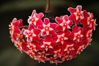 A cluster of star-shaped red flowers of the