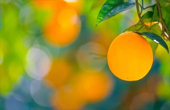 Close-up of a ripe orange on a tree