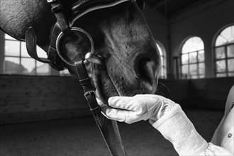 Image of a rider's hand in a glove. The jockey feeds the horse. Close up portrait.