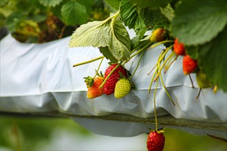 Ripening strawberries hanging from a plant in a farming tunnel