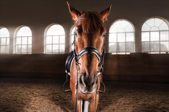 Portrait of a thoroughbred horse in the arena. Equestrian sport concept.