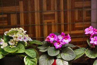 Colorful African violet flowers in bloom against a patterned bamboo background