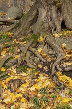 Tree roots on the Eselsweg to Drachenfels