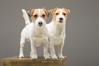 Two purebred Jack Russell pose in studio and look at camera.