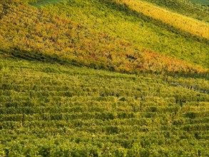 Vineyards in autumn