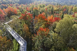 Tree top walkway in autumn