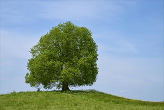 Single lime tree on a hill in a green meadow under a slightly blue sky