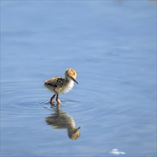 A solitary bird wades in calm water with its reflection visible